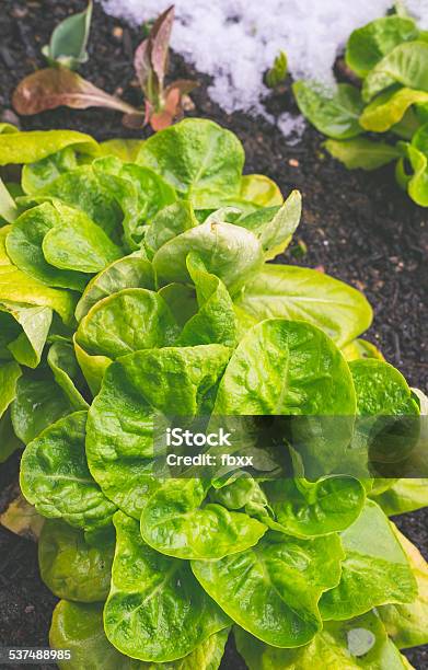 Foto de Vegetais Orgânicos No Inverno e mais fotos de stock de Crescimento - Crescimento, Cultivado, Espinafre