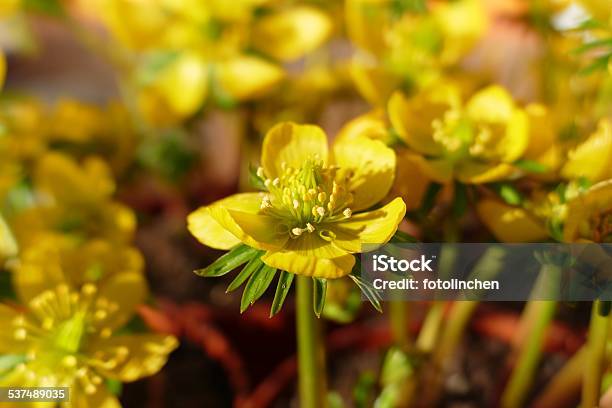 Winter Cherryeranthis Hyemalis Stockfoto und mehr Bilder von 2015 - 2015, Blume, Blumenbeet