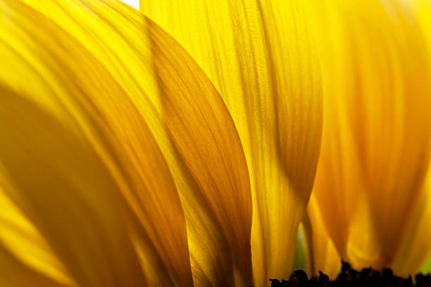 istock Macro Shot Of Sunflower 537489037