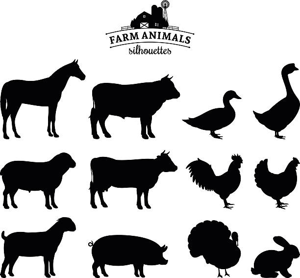 벡터 농장 동물은 실루엣 흰색 바탕에 그림자와 - goat hoofed mammal living organism nature stock illustrations