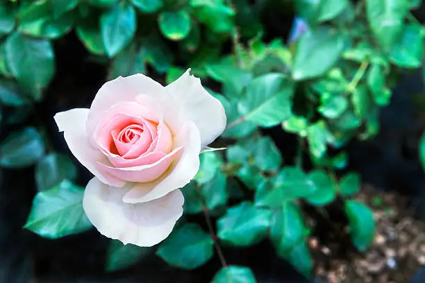 Light Pink Rose, meaning, grace, gentleness, admiration and happiness. Focus on the flower with the rosebush seen defocussed in the background.