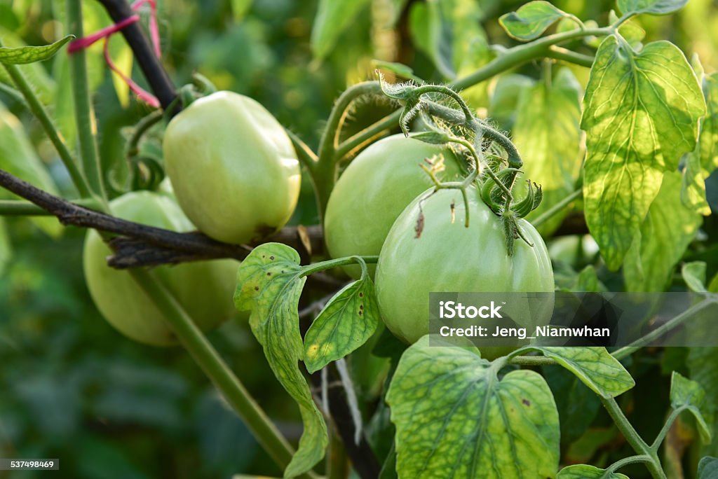 Tomatoes Tomatoes in the field 2015 Stock Photo
