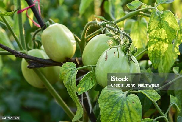 Tomatoes Stock Photo - Download Image Now - 2015, Agriculture, Bush