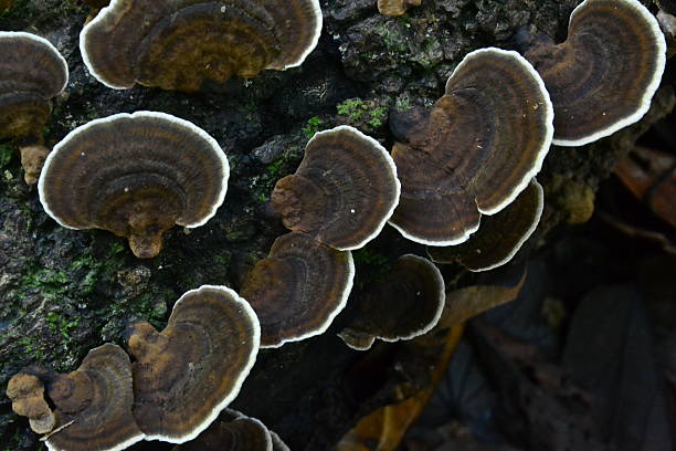 istock Wood fungus 537501501