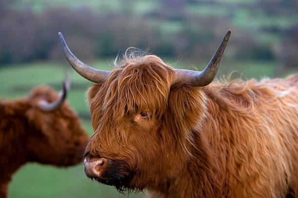 istock Aberdeen Angus cow,derbyshire,uk 537503053