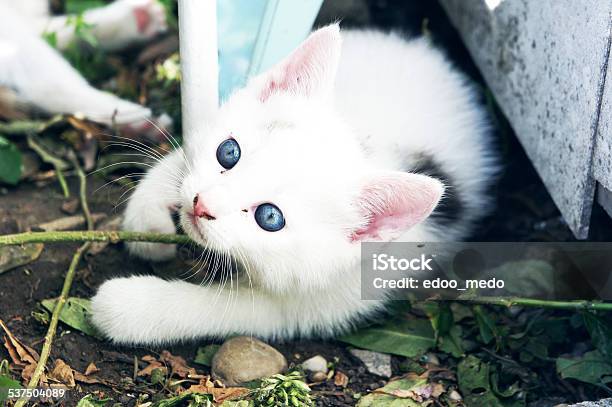 Blue Eyed Cat Stock Photo - Download Image Now - Blue Eyes, Cute, Kitten