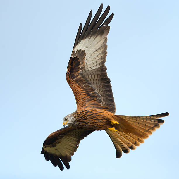 istock Red Kite, Bird of Prey, Milvus milvus. 537504299
