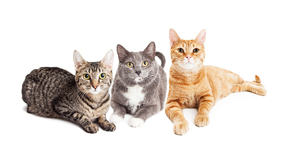 Three pretty adult mixed breed cats laying together on white studio background