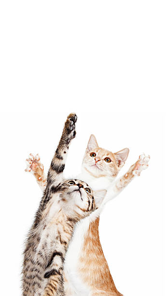 istock Playful Kitten Standing Reaching One Paw 537506496