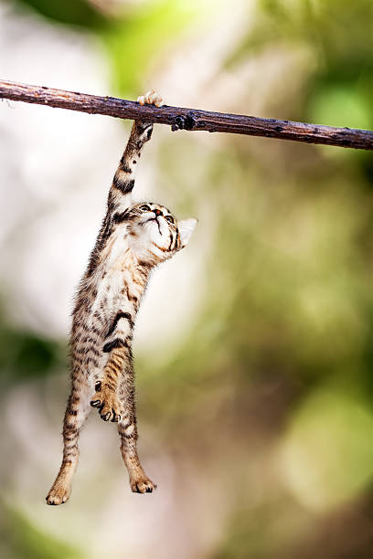 salto gatinho pendurado em um galho de árvore - trees hanging - fotografias e filmes do acervo