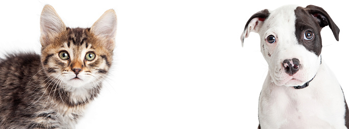 Closeup portrait of cute young tabby kitten and puppy looking into camera. Banner sized to fit popular social media cover image.
