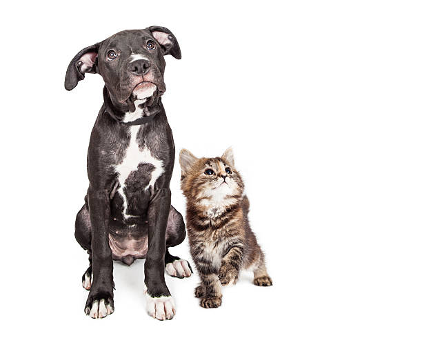 istock Cute Curious Puppy and Kitten Looking Up Together 537506582