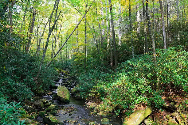 Photo of Joyce Kilmer Forest and Stream