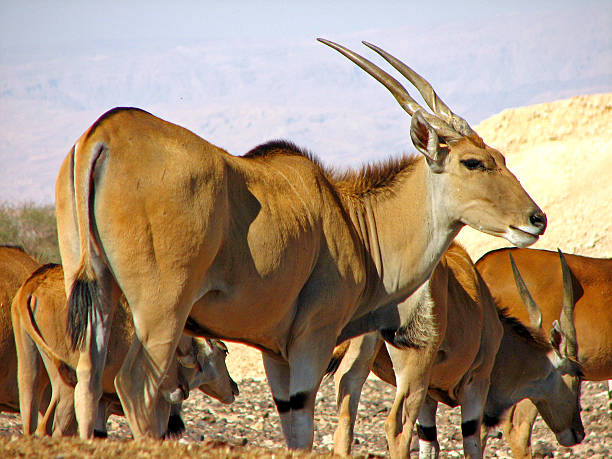 oryx taurotragus - éland du cap photos et images de collection