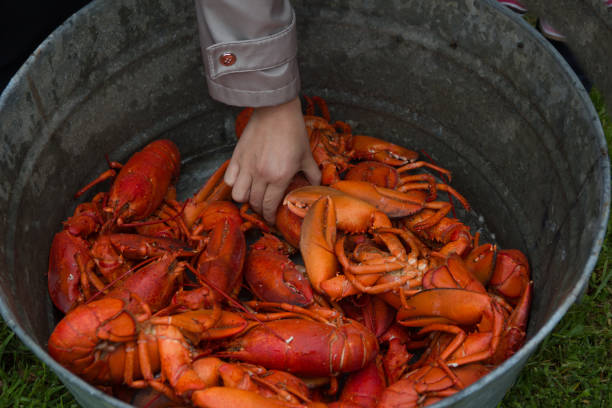 Hand reaching into a bucket of cooked lobster A hand reaches into a bucket of cooked lobster new brunswick canada photos stock pictures, royalty-free photos & images