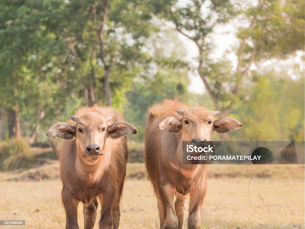 Young Asian buffaloes in rice field. Focus at two buffaloes in rice field. Evening landscape in countryside of Thailand.Focus at buffalo in rice field. Landscape andnature view in countryside of Thailand. Agricultural Field Stock Photo