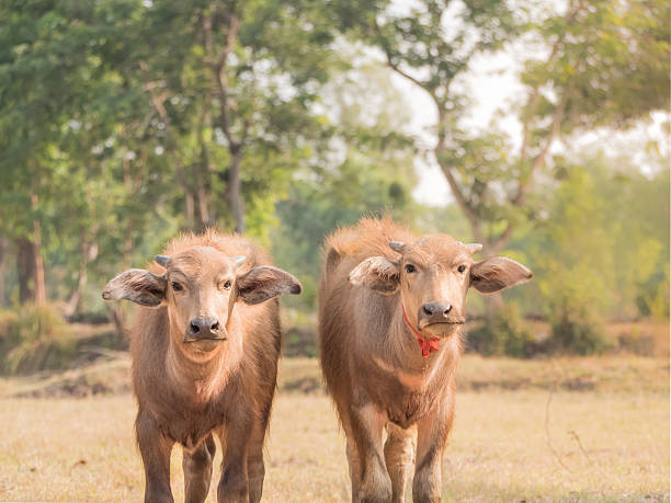 jovem asiático búfalas no campo de arroz. - conutryside imagens e fotografias de stock