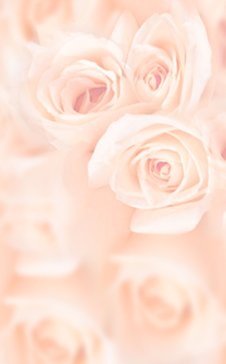 Beautiful pink roses
