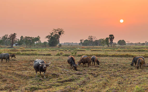 asiática búfalas alimentadas no pasto, em campo de arroz. - conutryside imagens e fotografias de stock