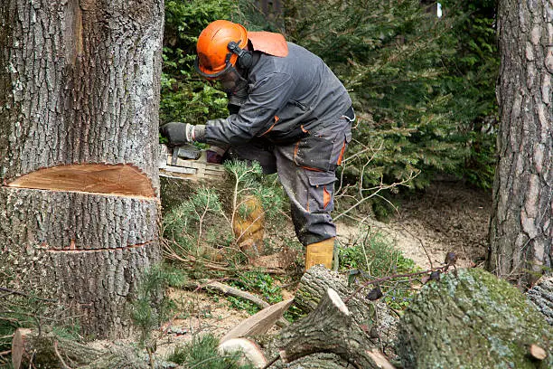 Forestry worker - lumberjack works with chainsaw. He cuts a big  tree in forest. Lumberjack has protective clothes. Shooting with the Canon EOS 5D Mark II.
