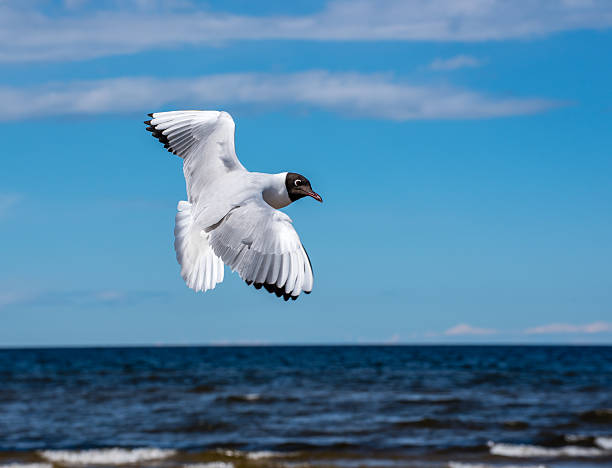 istock Black Headed Seagull Turning in mid air 537509148