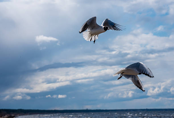 Seagulls Hunting for Fish over the Latvian Baltic Sea Coast