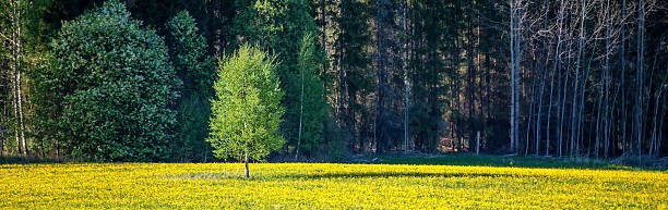 istock Silver Birch Tree Alone in Field of Dandelions 537509626