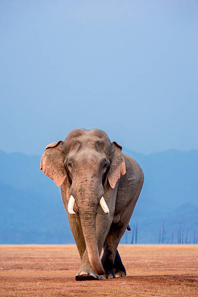 Big Bull Big Tusker on Red soil indian elephant stock pictures, royalty-free photos & images