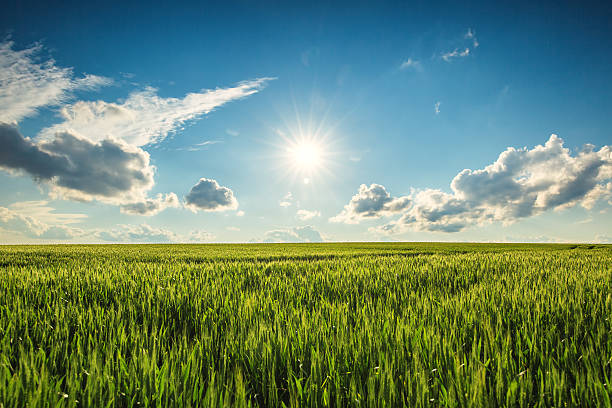 istock Green wheat field and sunny day 537510426