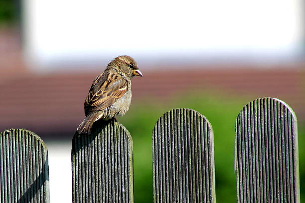 istock One sparrow fledgling sitting on garden fence, yorkshire 537510604