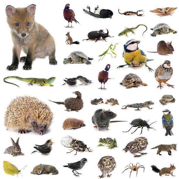 istock european wildlife in studio 537511206