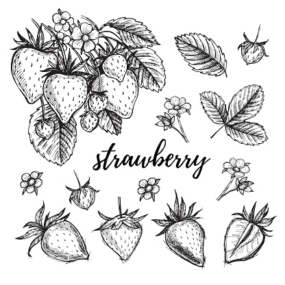 Hand drawn vector illustration - Strawberry set (plant, berries, leaves, bloom). Sketch collection.