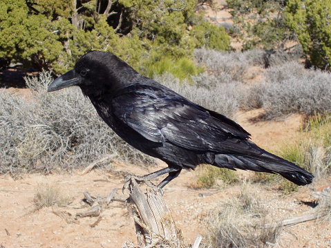 A common raven seen perching on a juniper stump near Canyonlands, Utah.