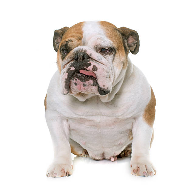 istock english bulldog in studio 537511682
