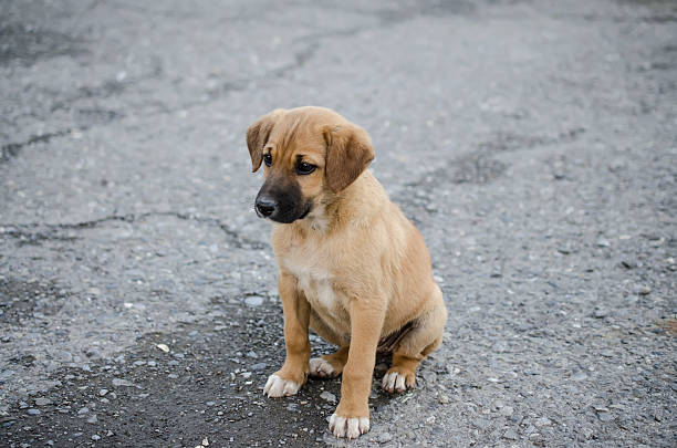 istock Homeless puppy on the road 537511934