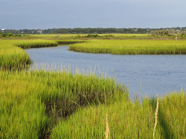 Marsh In Eastern North Carolina stock photo