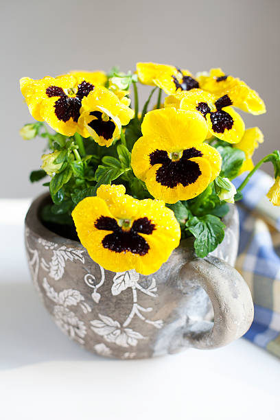 istock Yellow pansies in a concrete pot. 537512552