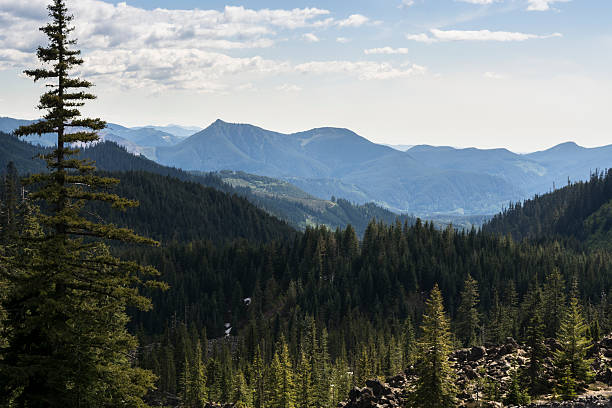 istock Pine Tree Slopes Near Mt St Helens 537512592