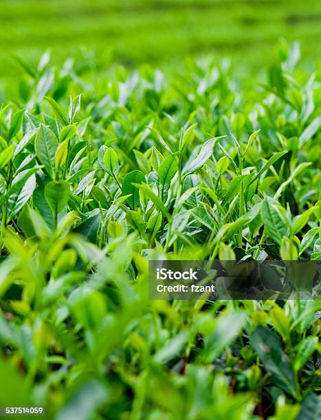 Ripe Tea Leaves Stock Photo - Download Image Now - 2015, Agriculture, Beauty In Nature