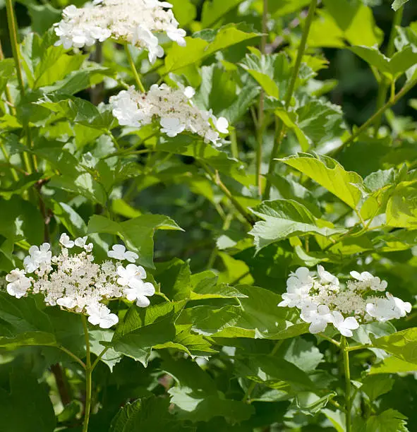 Deciduous shrub to 4m, with hairless, greyish, angled young twigs; buds with scales. Leaves palmate with 3, occasionally 5, toothed lobes, usually hairy beneath. Flowers white, in broad flat-topped clusters, 4-5-10.5cm across; inner flowers fertile, 4-7mm, surrounded by a few large sterile flowers, 15-20mm. Ripe berry red.