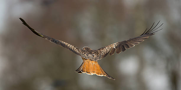 Red Kite, Bird of Prey, Milvus milvus.