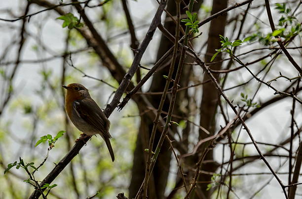 istock Erithacus rubecula or European robin alight on springtime branch 537514392