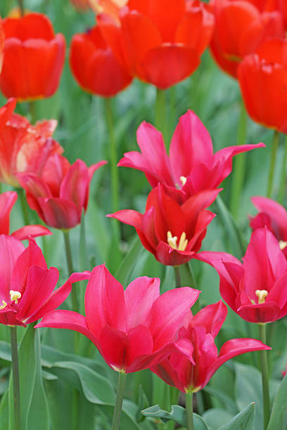 istock Pink and red tulips 537514415
