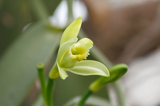 Vanilla planifolia Vanilla planifolia  is a member of vanilla orchid.   The resource of  vanilla flavouring. vanilla orchid stock pictures, royalty-free photos & images