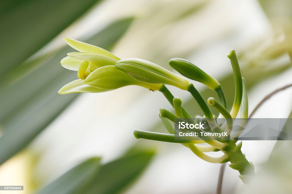 Vanilla planifolia flower Vanilla planifolia  is a member of vanilla orchid.   The resource of  vanilla flavouring. Vanilla Stock Photo