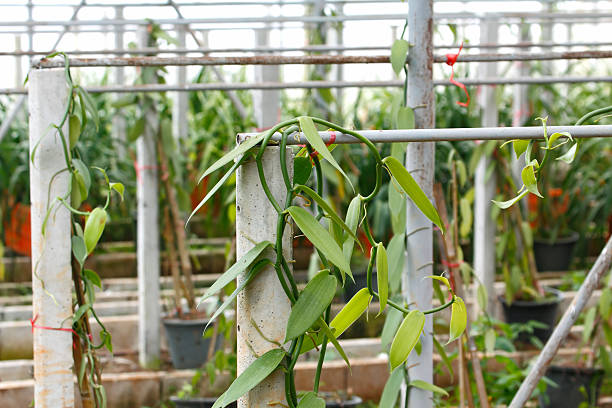 Vanilla cultivation stock photo