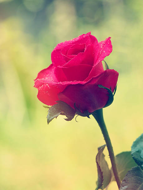 lovely rose stock photo