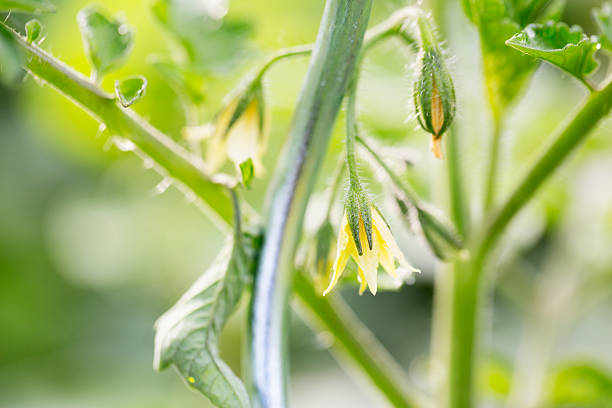 istock Close up tomato blossom drops of water 537515082