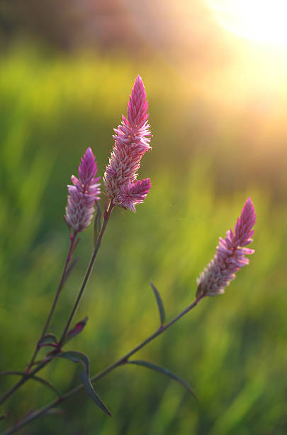 istock Cockscomb flower in morning time. 537515415