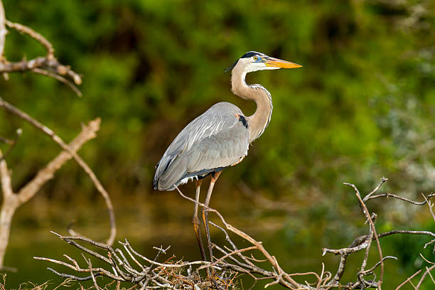 istock Great Blue Heron scans surroundings 537515452